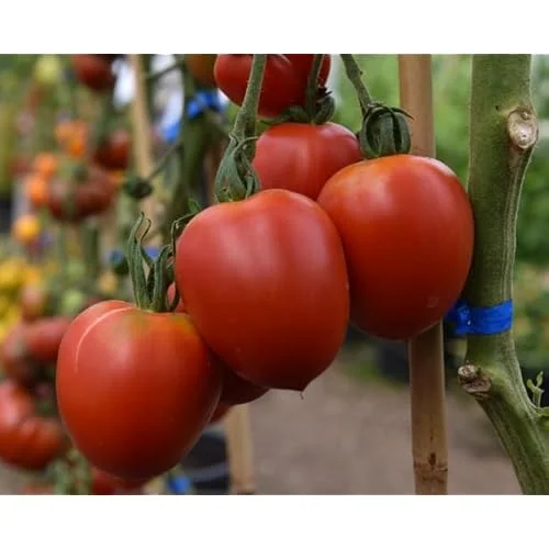 Early Girl Tomato Plants - 4 to 6 Inch Tall, Red Tomatoes