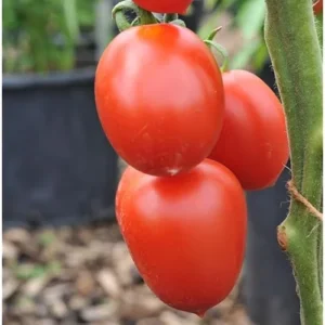 Early Girl Tomato Plants - 4 to 6 Inch Tall, Red Tomatoes