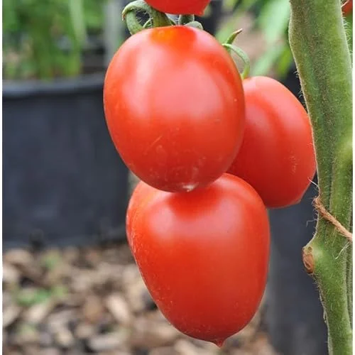 Early Girl Tomato Plants - 4 to 6 Inch Tall, Red Tomatoes