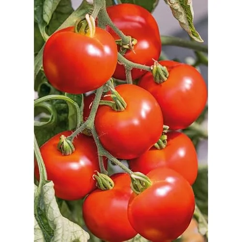 Early Girl Tomato Plants - 4 to 6 Inch Tall, Red Tomatoes