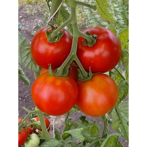 Early Girl Tomato Plants - 4 to 6 Inch Tall, Red Tomatoes