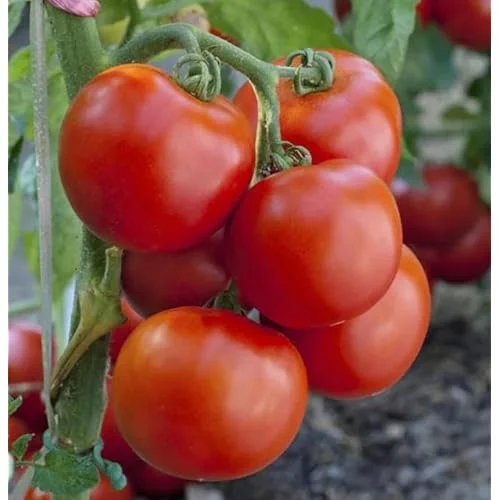 Early Girl Tomato Plants - 4 to 6 Inch Tall, Red Tomatoes