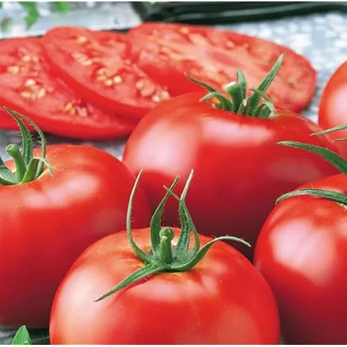 Early Girl Tomato Plants - 4 to 6 Inch Tall, Red Tomatoes