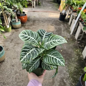 Aphelandra Zebra Plant - 4 Inch Potted Flowering Plant for Home Garden Decor