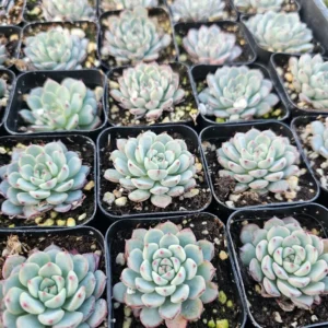 Echeveria Minima Succulent - Rare Miniature Plant - 2in Pot