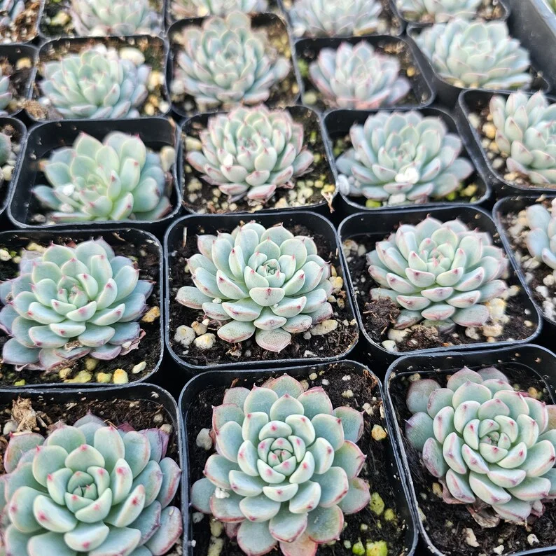 Echeveria Minima Succulent - Rare Miniature Plant - 2in Pot