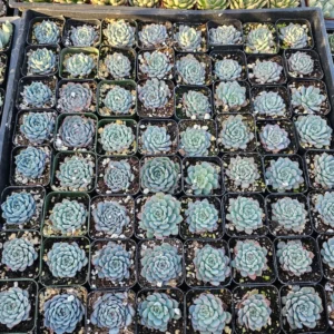 Echeveria Minima Succulent - Rare Miniature Plant - 2in Pot