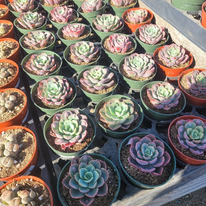 Echeveria Rain Drop Succulent - 2in Pot - Rare Houseplant
