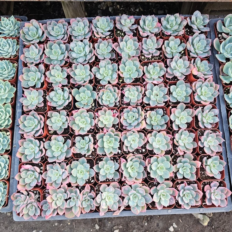 Echeveria Rain Drop Succulent - 2in Pot - Rare Houseplant