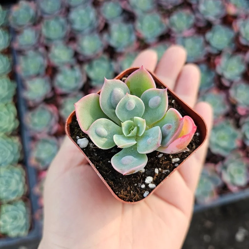 Echeveria Rain Drop Succulent - 2in Pot - Rare Houseplant