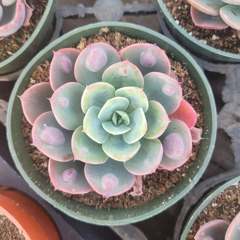 Echeveria Rain Drop Succulent - 2in Pot - Rare Houseplant