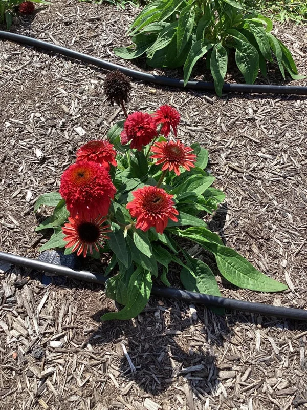 Echinacea DOUBLE SCOOP RASPBERRY - 2.5 x 3.5 Inch Starter Plant - Vibrant Coneflower