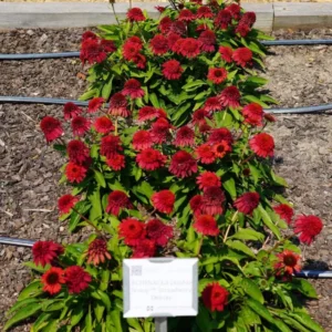 Echinacea 'DOUBLE SCOOP STRAWBERRY Deluxe' - Coneflower Starter Plant - 7-12 Inch