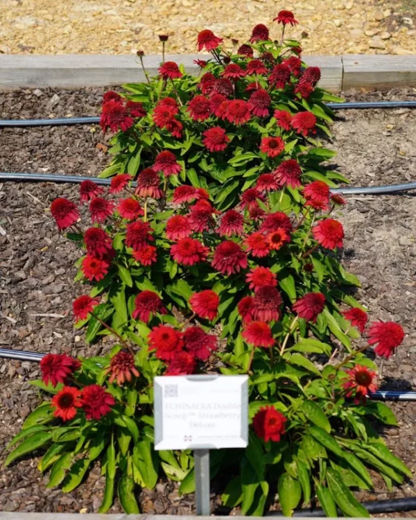 Echinacea 'DOUBLE SCOOP STRAWBERRY Deluxe' - Coneflower Starter Plant - 7-12 Inch