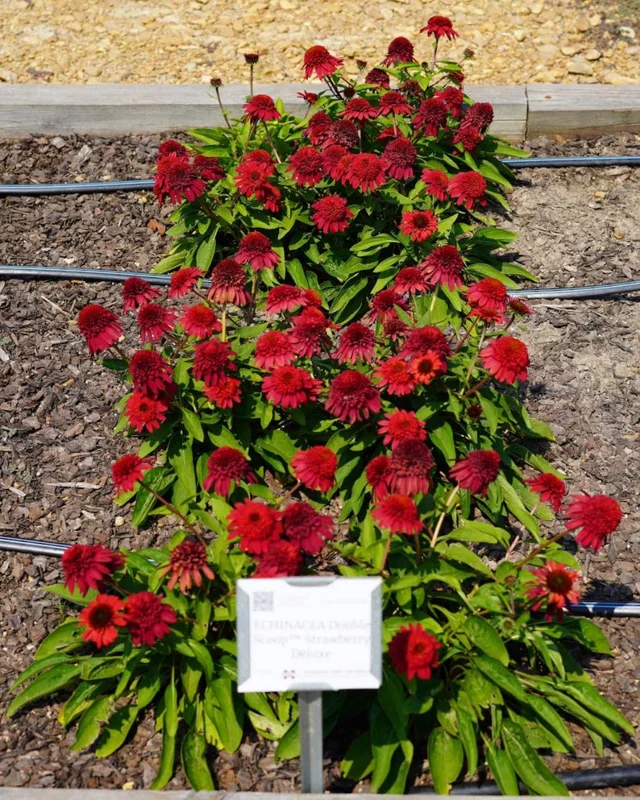 Echinacea 'DOUBLE SCOOP STRAWBERRY Deluxe' - Coneflower Starter Plant - 7-12 Inch
