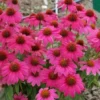 Echinacea 'Pow Wow Wild Berry' Coneflower - Starter Plant - Vibrant Pink Flowers