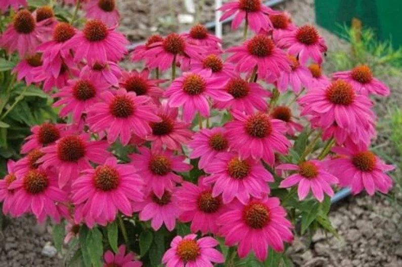 Echinacea 'Pow Wow Wild Berry' Coneflower - Starter Plant - Vibrant Pink Flowers