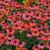 Echinacea 'Sombrero Hot Coral' Starter Plant - 2.5x3.5 Inch Pot