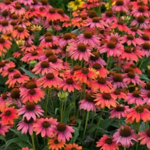 Echinacea 'Sombrero Hot Coral' Starter Plant - 2.5x3.5 Inch Pot