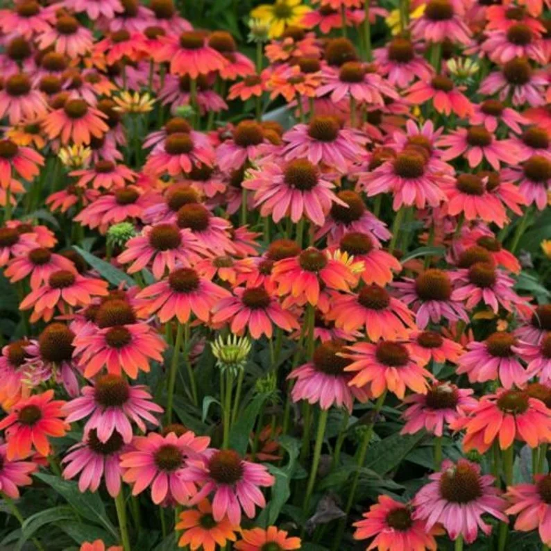 Echinacea 'Sombrero Hot Coral' Starter Plant - 2.5x3.5 Inch Pot
