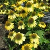 Echinacea 'Sombrero Lemon Yellow' - Starter Plant - Bright Yellow Blooms
