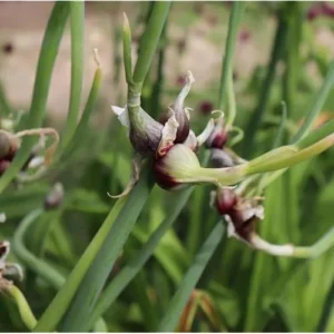 Egyptian Walking Onion Bulbs - 60 Bulbs - Hardy Perennial Red Sweet Onions