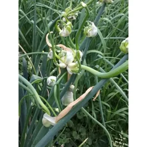 Egyptian Walking Onion Bulbs - 60 Bulbs - Hardy Perennial Red Sweet Onions