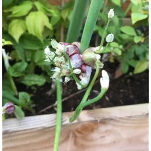 Egyptian Walking Onion Bulbs - 60 Bulbs - Hardy Perennial Red Sweet Onions