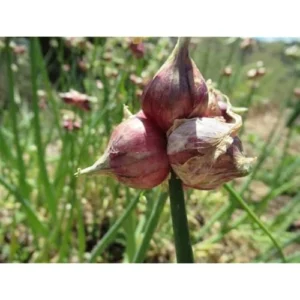 Egyptian Walking Onion Bulbs - 60 Bulbs - Hardy Perennial Red Sweet Onions