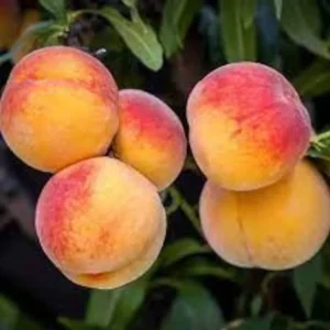 Elberta Peach Fruit Tree Bare-root 12-18 Inch Tall | Yellow Freestone Peaches | Self-fertile | 3-4 Years to Bear