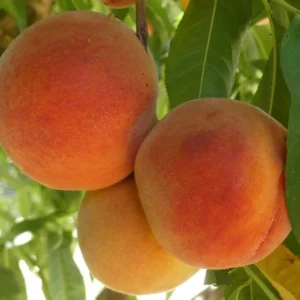 Elberta Peach Fruit Tree Bare-root 12-18 Inch Tall | Yellow Freestone Peaches | Self-fertile | 3-4 Years to Bear