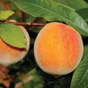 Elberta Peach Fruit Tree Bare-root 12-18 Inch Tall | Yellow Freestone Peaches | Self-fertile | 3-4 Years to Bear