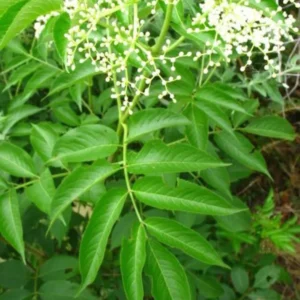 Elderberry Sambucus Quart Pot - Hardy Perennial Shrub - 12-18”