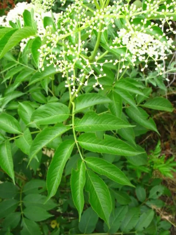 Elderberry Sambucus Quart Pot - Hardy Perennial Shrub - 12-18”