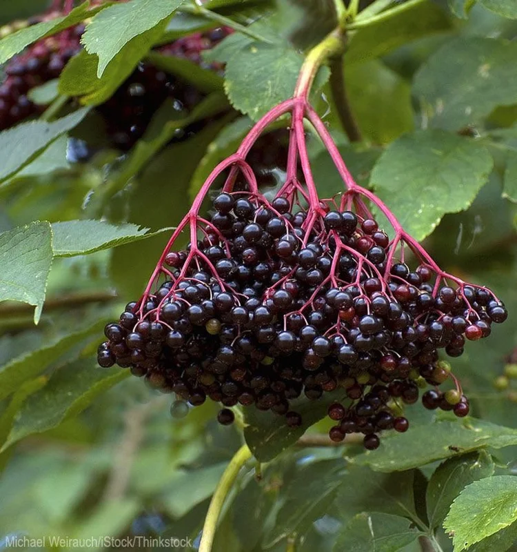 Elderberry Sambucus Quart Pot - Hardy Perennial Shrub - 12-18”