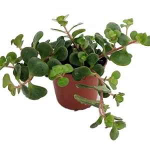 Emerald Green Sedum Spurium Plant - 2.5 Inch Pot Succulent for Fairy Garden