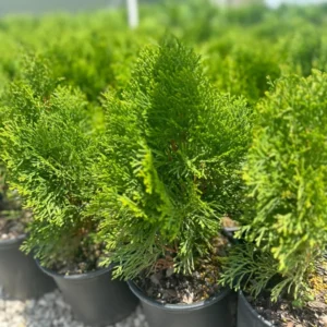 Emerald Green Tree Arbovitae Gallon Pot - 8-12 ft Thuja Evergreen Tree