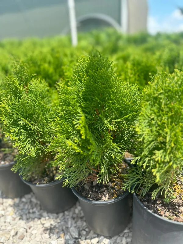 Emerald Green Tree Arbovitae Gallon Pot - 8-12 ft Thuja Evergreen Tree