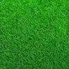 Empire Zoysia Grass Seeds 1/8 LB - Premium Lawn Grass, Drought-Tolerant, Easy-Care