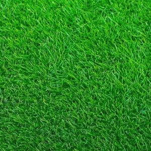 Empire Zoysia Grass Seeds 1/8 LB - Premium Lawn Grass, Drought-Tolerant, Easy-Care