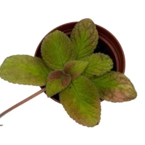 Episcia Belize Flame Violet Plant – Indoor House Plant, 2.5