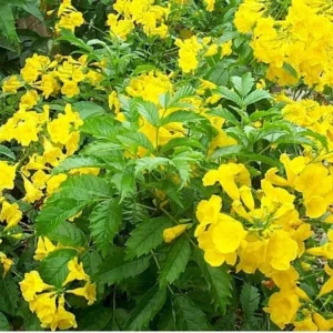 Esperanza 'Goldstar' Yellow Bells 1 Gallon Live Plant - Yellow Flowers, Fast Growing, 6-7 ft. Tall