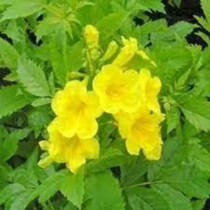 Esperanza 'Goldstar' Yellow Bells 1 Gallon Live Plant - Yellow Flowers, Fast Growing, 6-7 ft. Tall