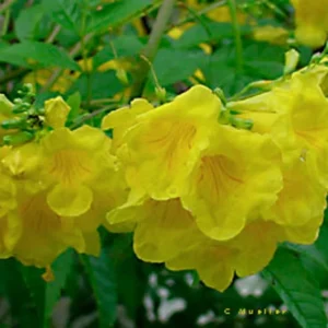 Esperanza 'Goldstar' Yellow Bells 1 Gallon Live Plant - Yellow Flowers, Fast Growing, 6-7 ft. Tall