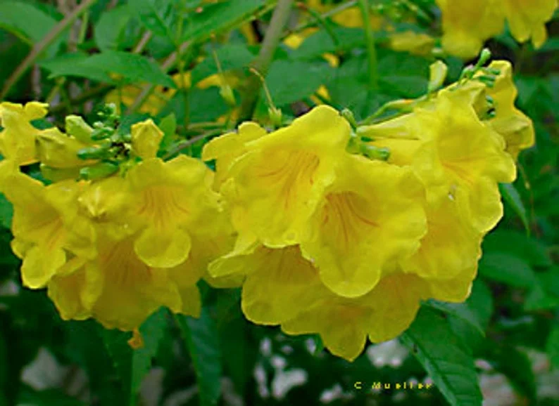 Esperanza 'Goldstar' Yellow Bells 1 Gallon Live Plant - Yellow Flowers, Fast Growing, 6-7 ft. Tall