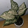 Etta Rose Aglaonema - Chinese Evergreen - 10-12" Tall Live Plant - 4" Pot