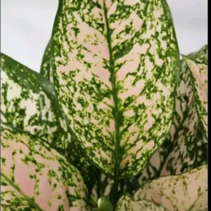 Etta Rose Aglaonema - Chinese Evergreen - 10-12