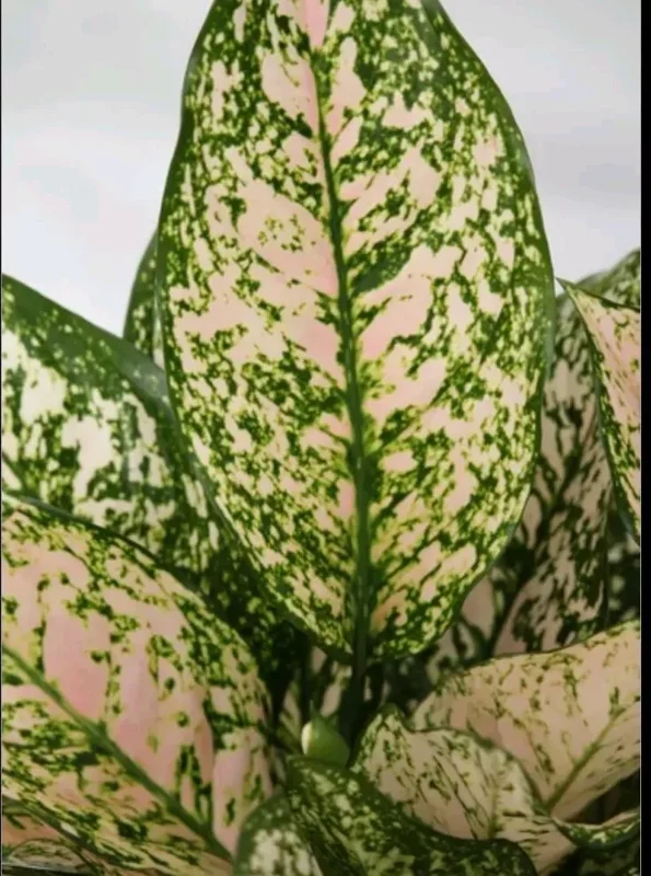 Etta Rose Aglaonema - Chinese Evergreen - 10-12" Tall Live Plant - 4" Pot