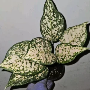 Etta Rose Aglaonema - Chinese Evergreen - 10-12