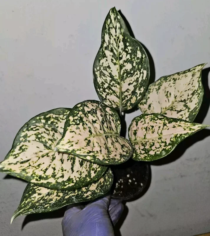 Etta Rose Aglaonema - Chinese Evergreen - 10-12" Tall Live Plant - 4" Pot